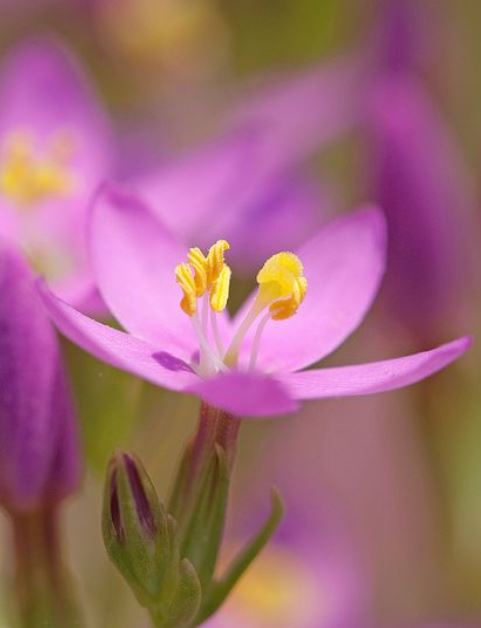 Centaurea Fiore